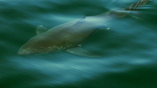 UA student makes rare sighting of great white shark on Cape Cod whale watching trip
